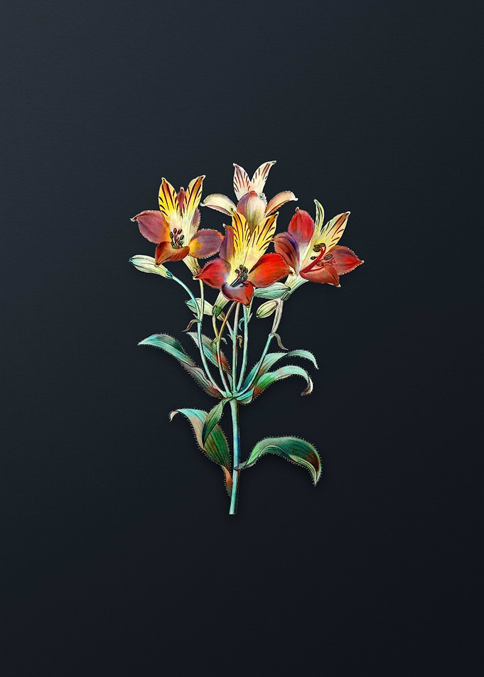 Red Speckled Alstroemeria