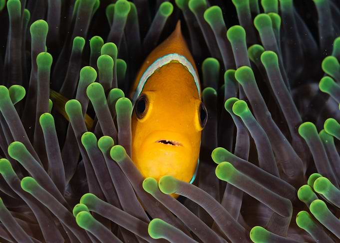Clownfish
