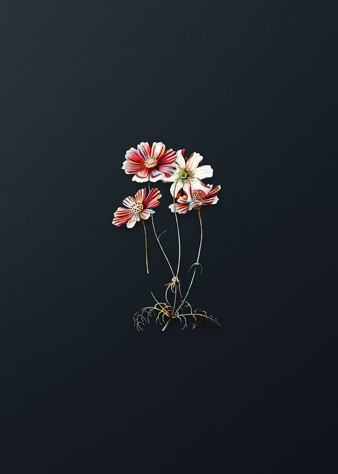 Fine Leaf Cosmus Flower