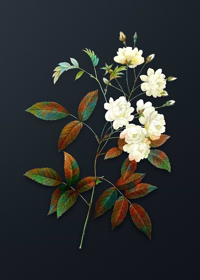 Vintage Lady Banks Rose