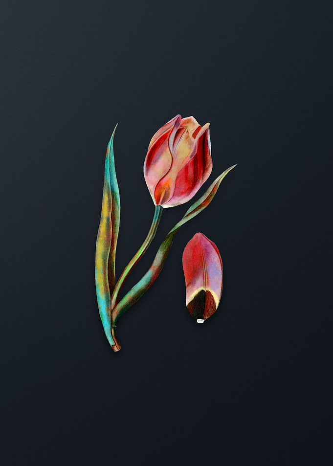 Vintage Suns Eye Tulip