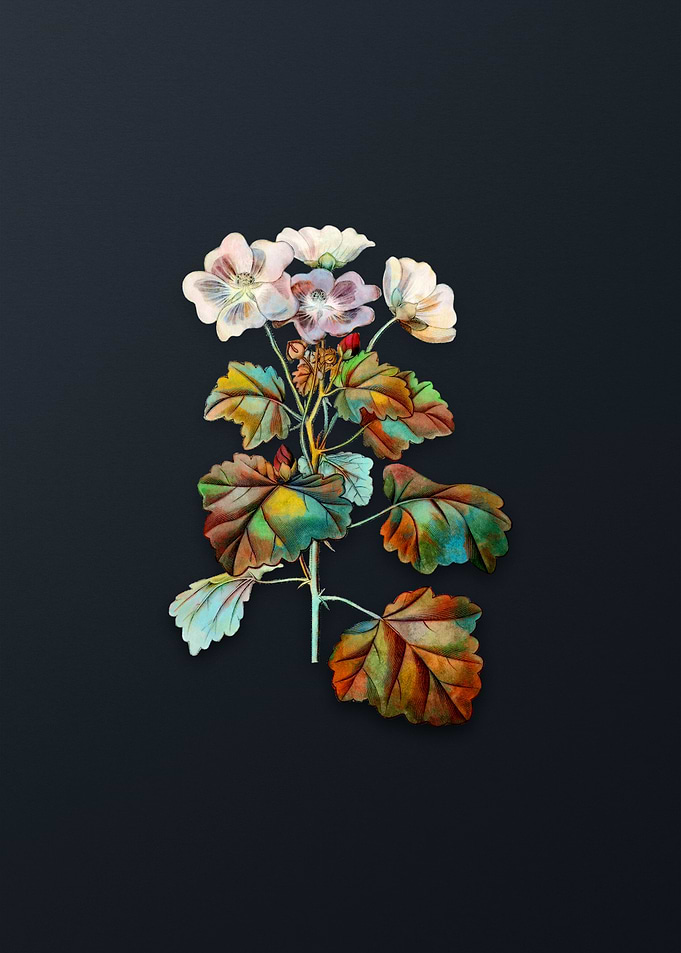 Rhomb Leaved Palavia