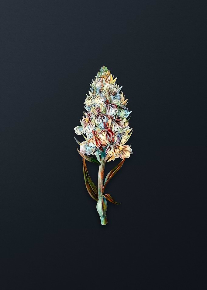 Leafy Spiked Orchis Flower