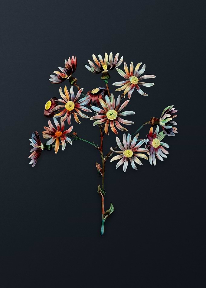 Lilac Senecio Flower
