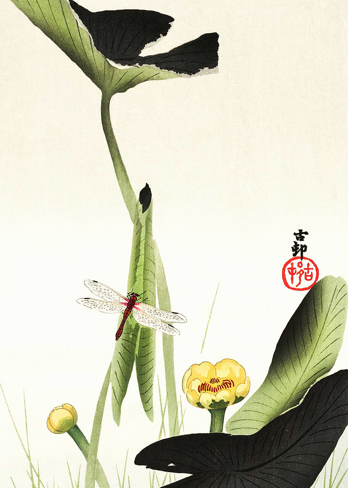 Libelle and lotus