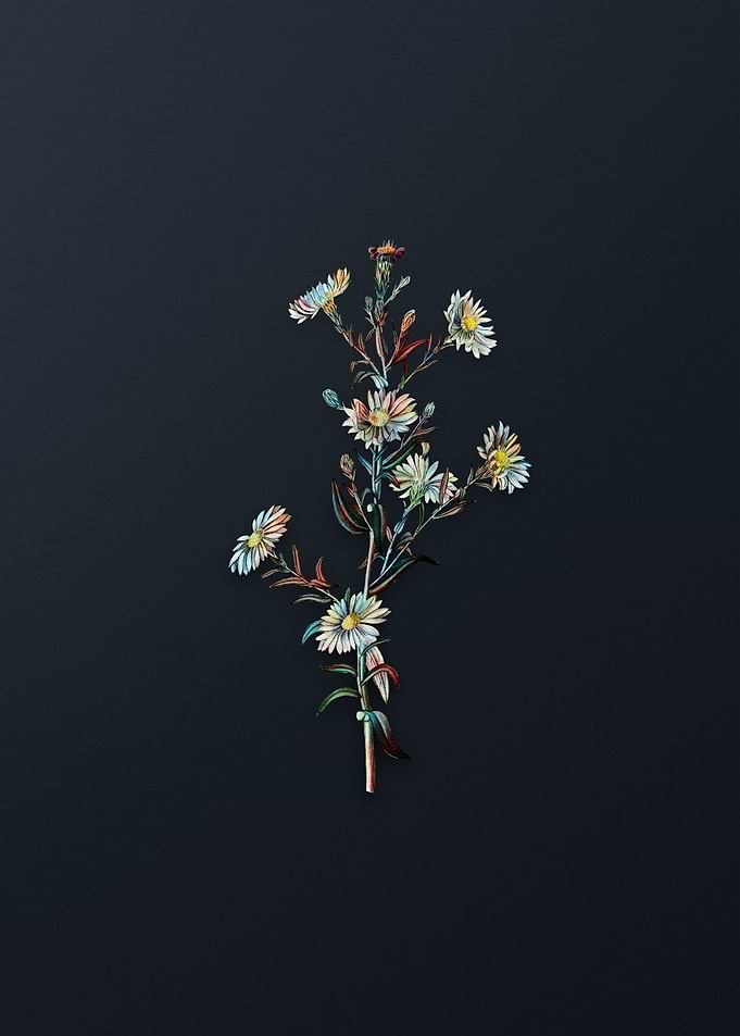 Glaucousster Flower