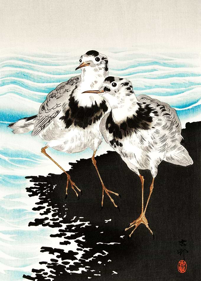 Large coot sandpipers