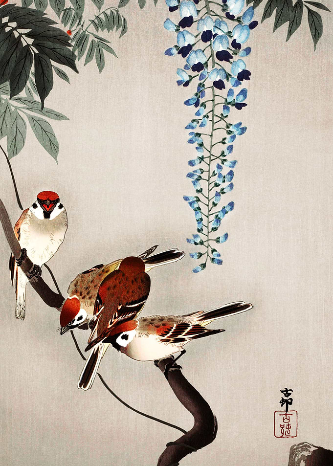 Ring sparrows at wisteria