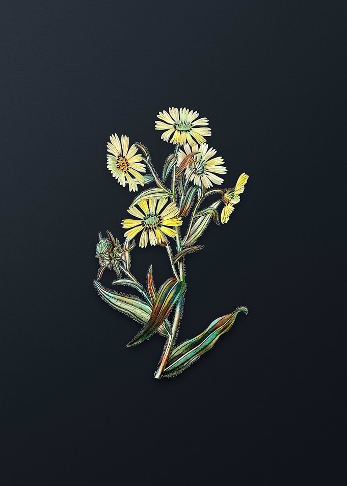 Vintage Madia Flower