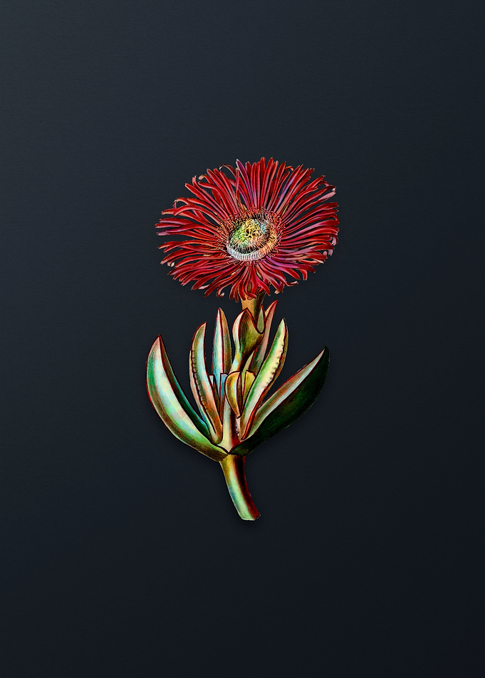 Red Edged Fig Marigold