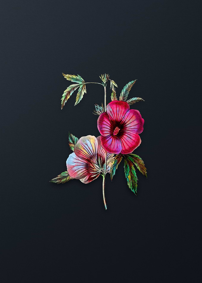 Lindleys Hibiscus Flower
