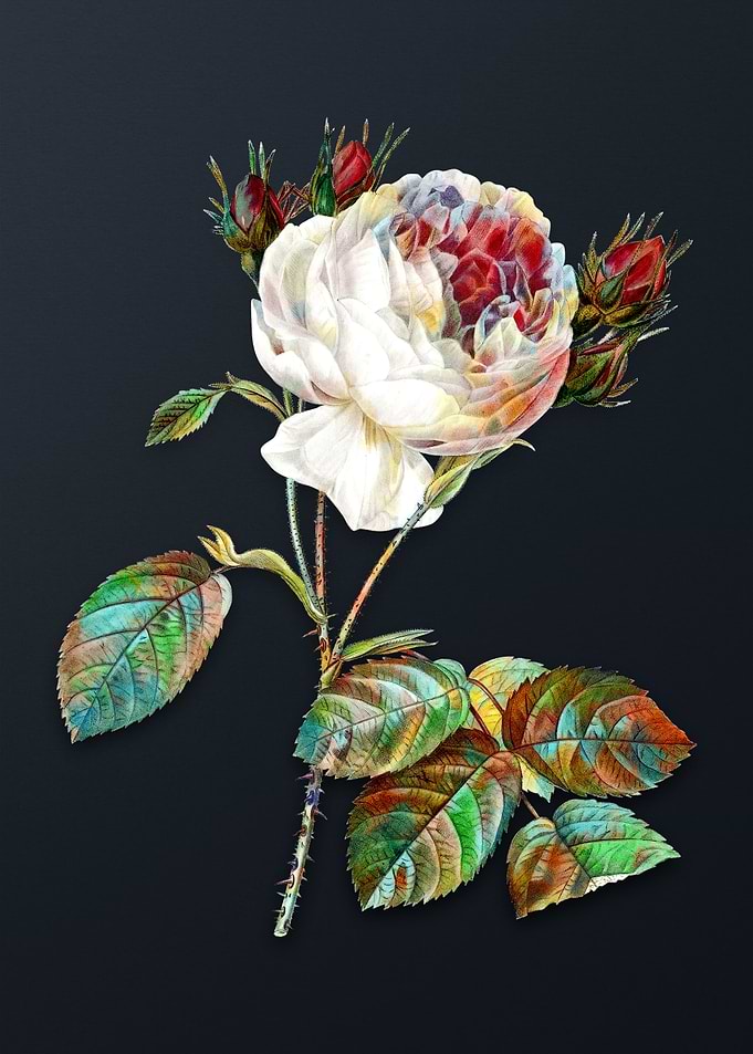 Vintage Centifolia Roses