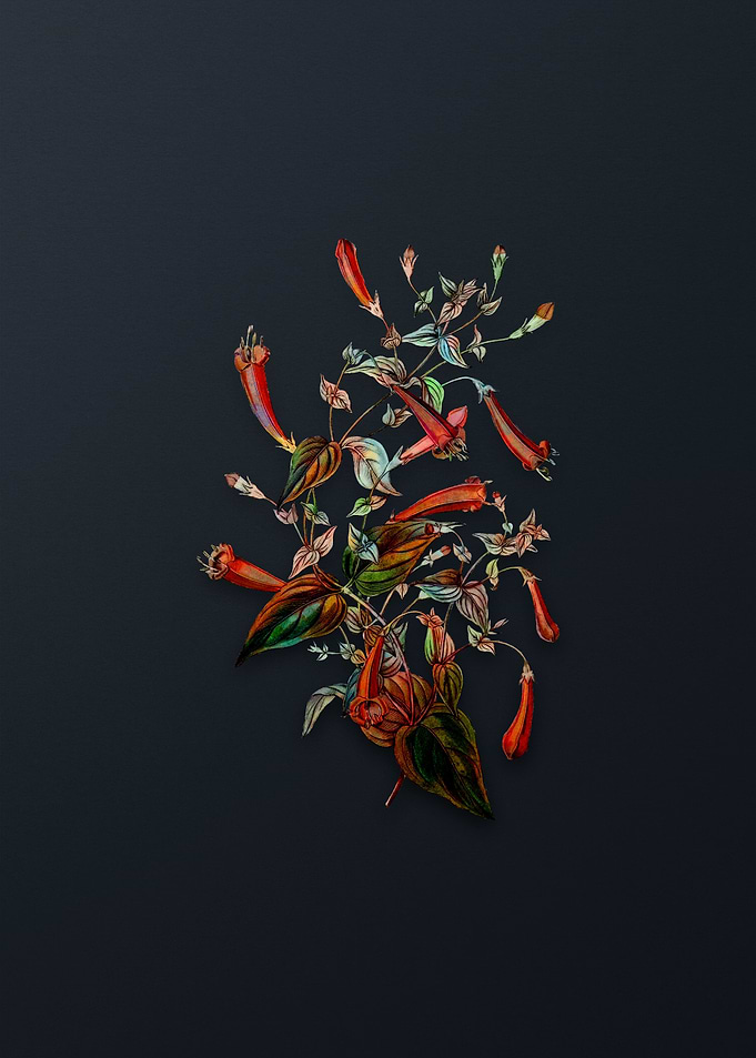 Heart Leaved Manettia