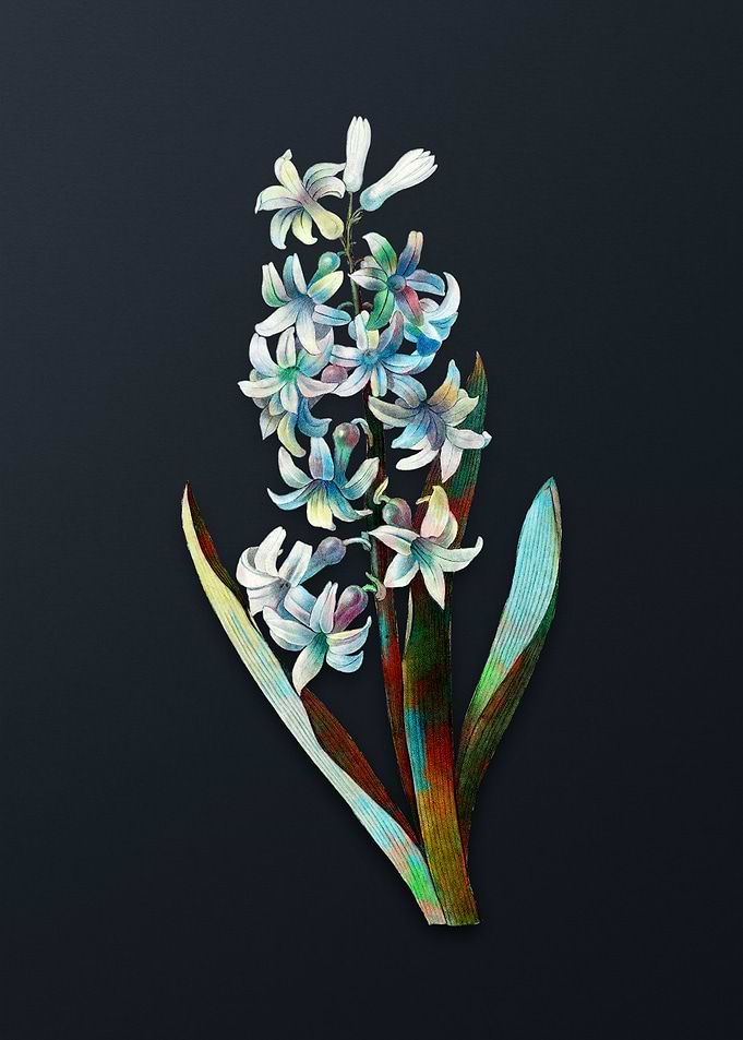Vintage Dutch Hyacinth
