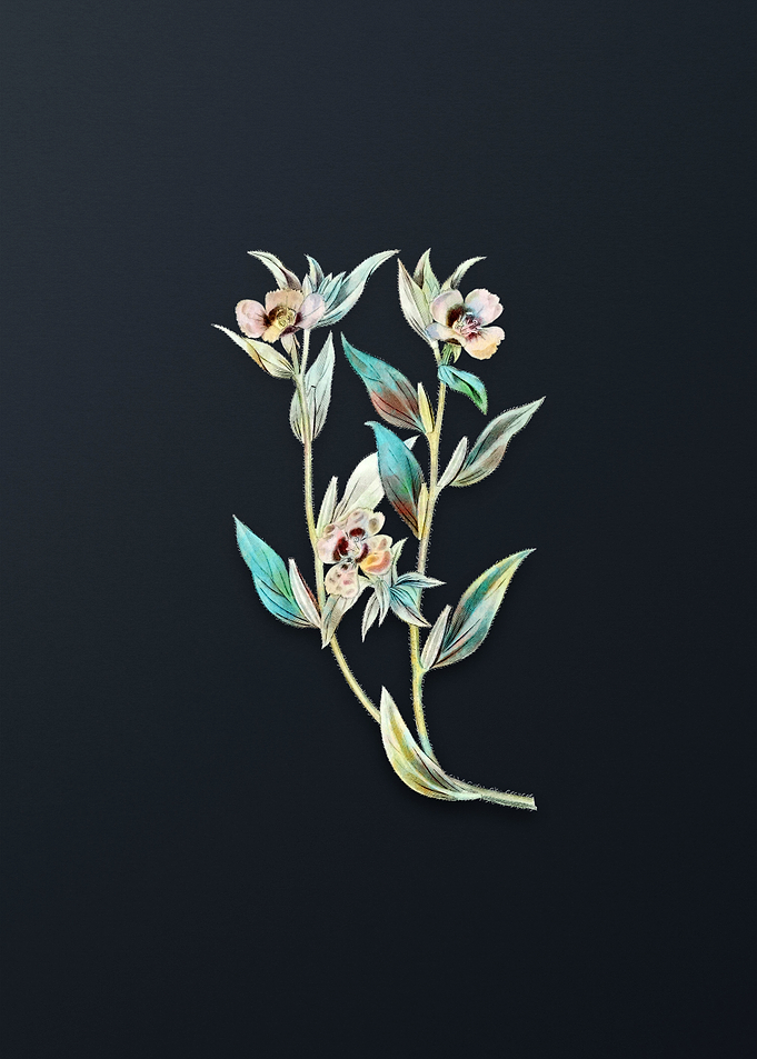 Long Branched Enothera