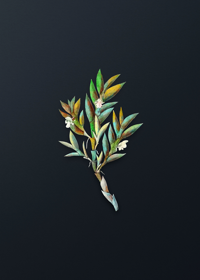 Two Edged Dendrobium