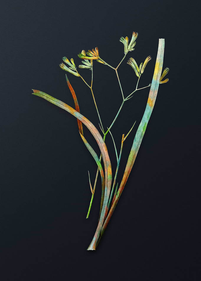 Anigozanthos Flavida