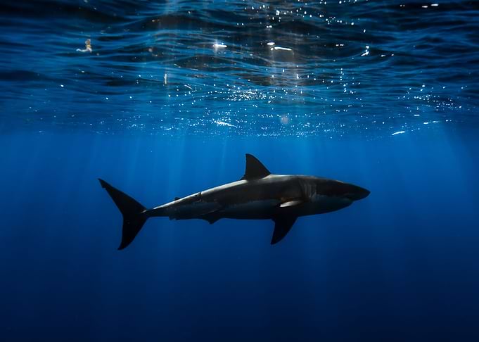 Animals Shark Ocean Nature
