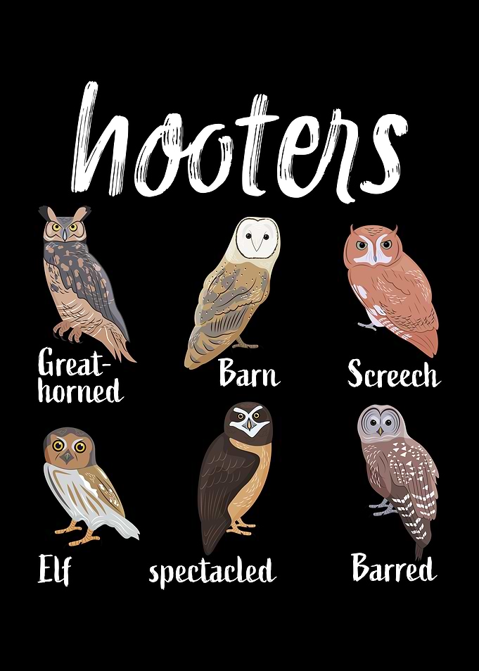 Owl Birds Funny Hooters