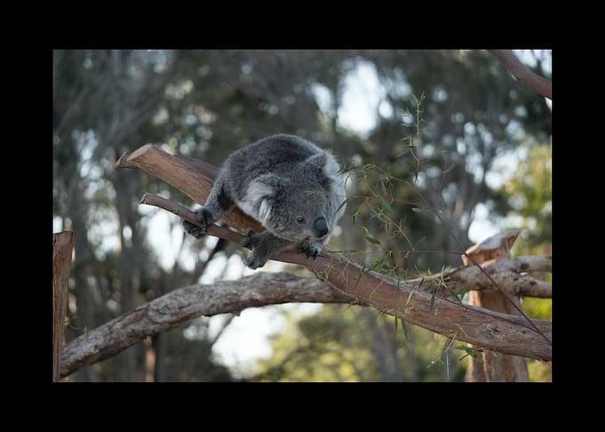 Koala