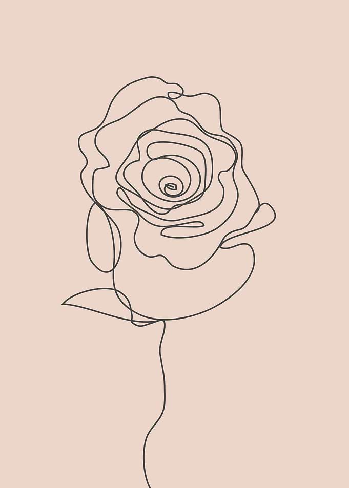 Rose flower one line art