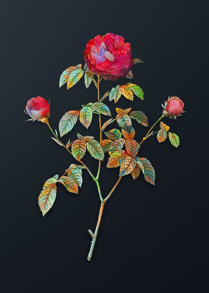 Agatha Rose in Bloom