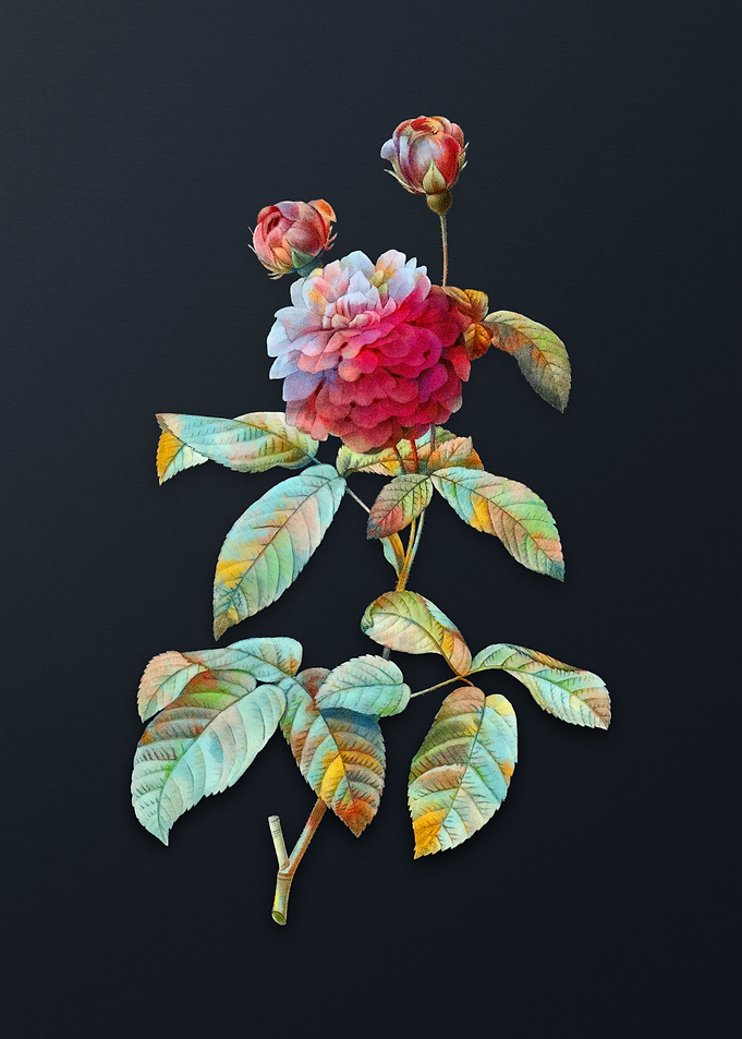 Agatha Rose in Bloom