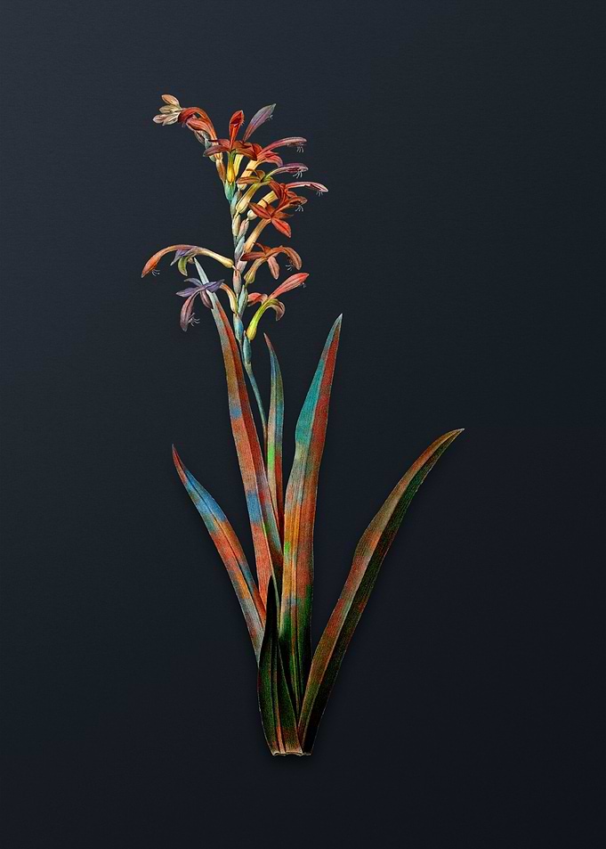 Vintage Antholyza Aethiopi