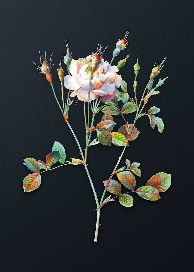 Anemone Sweetbriar Rose