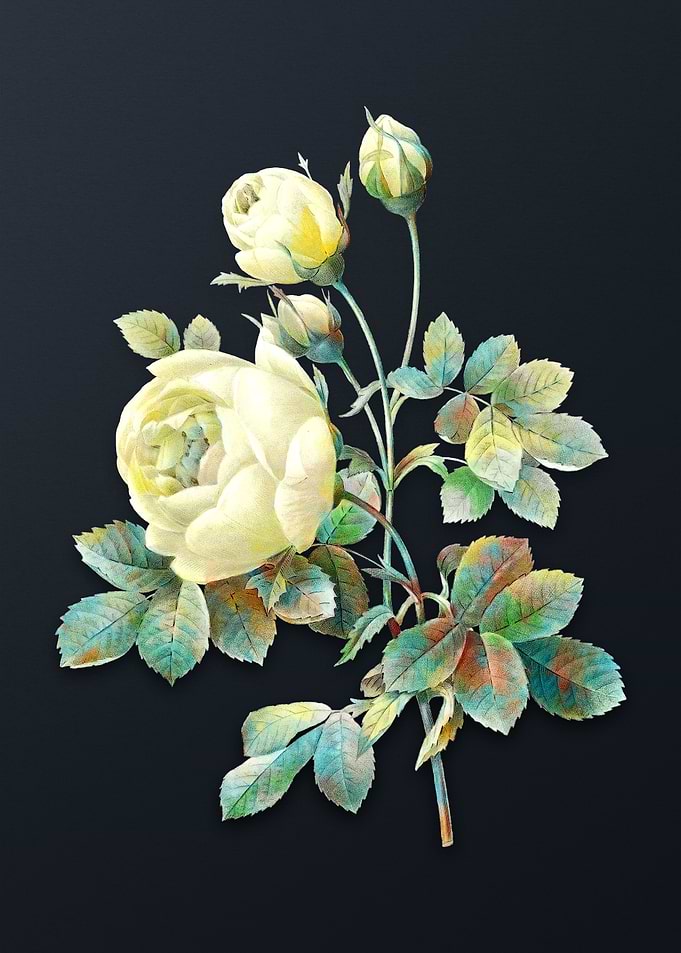 Vintage Yellow Rose Flower