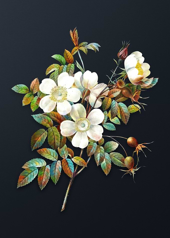 White Candolle Rose Flower