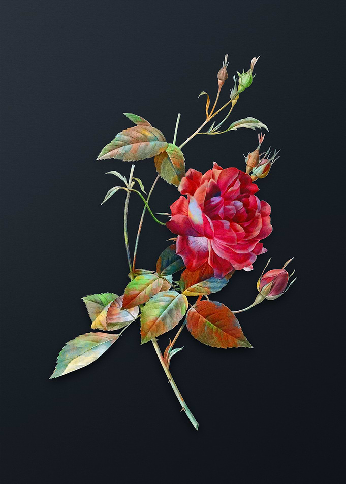 Blood Red Bengal Rose