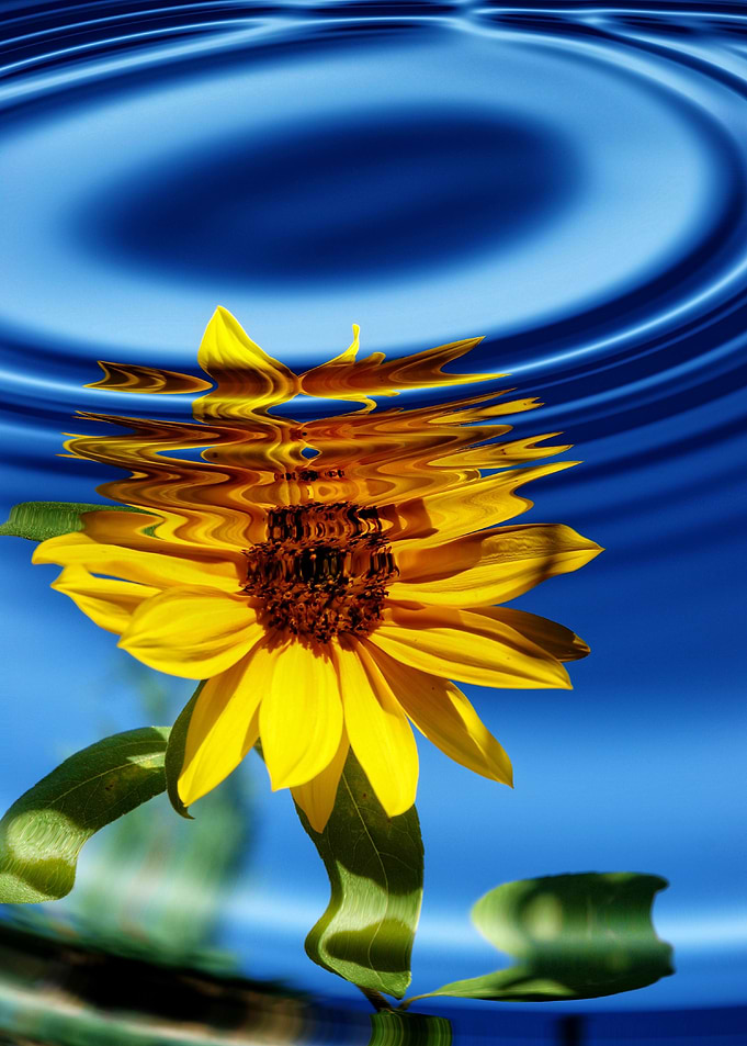 A sunflower is reflected i