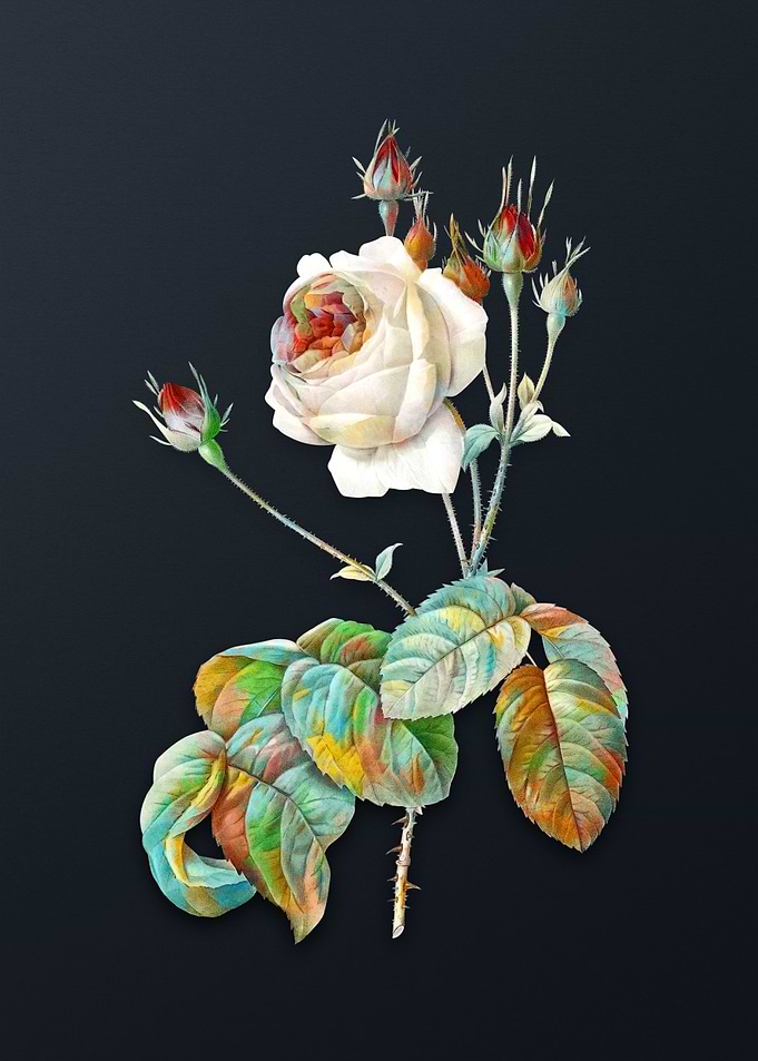 Vintage Cabbage Rose