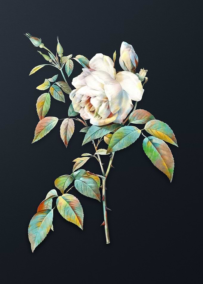 Vintage Fragrant Rosebush