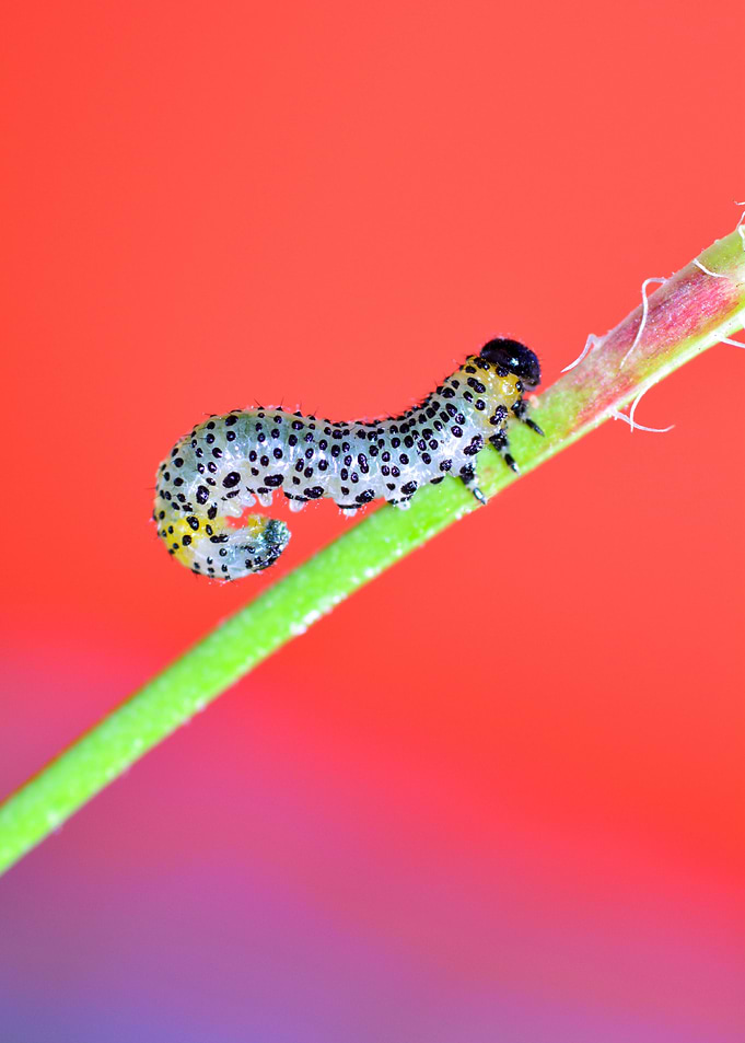 The Caterpillar