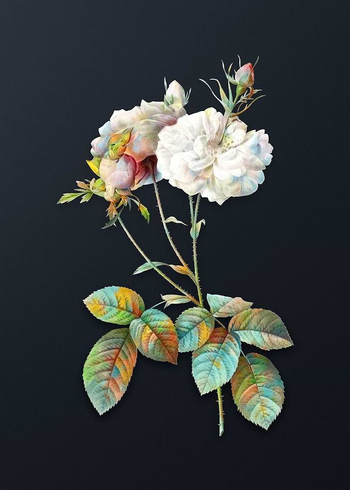 Vintage Damask Rose Flower