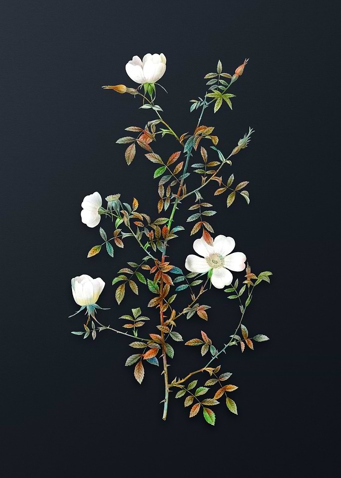 Vintage Hedge Rose Flower