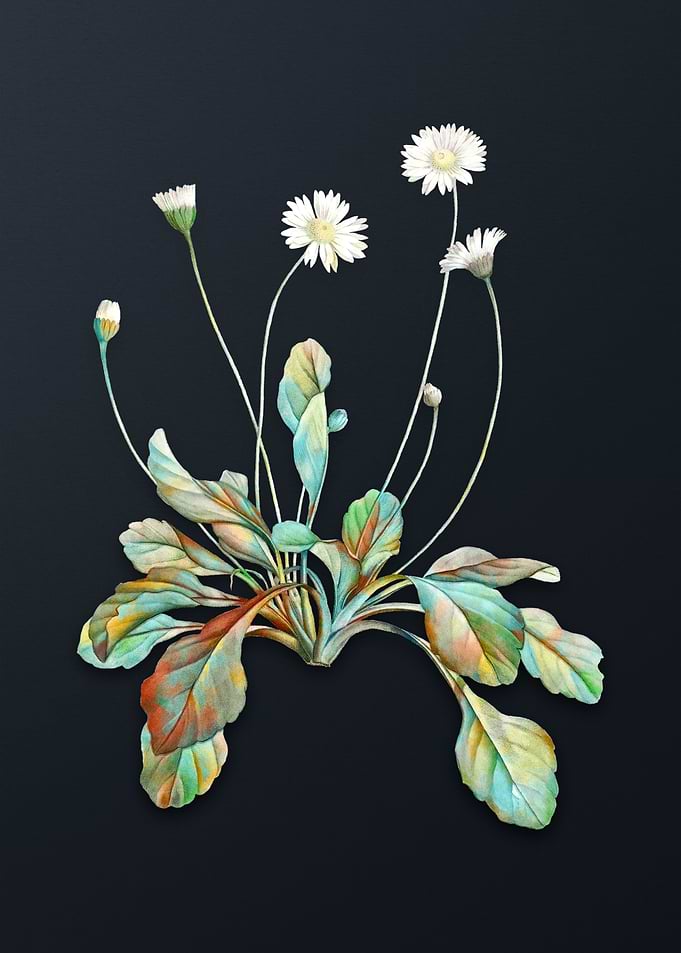 Vintage Daisy Flowers