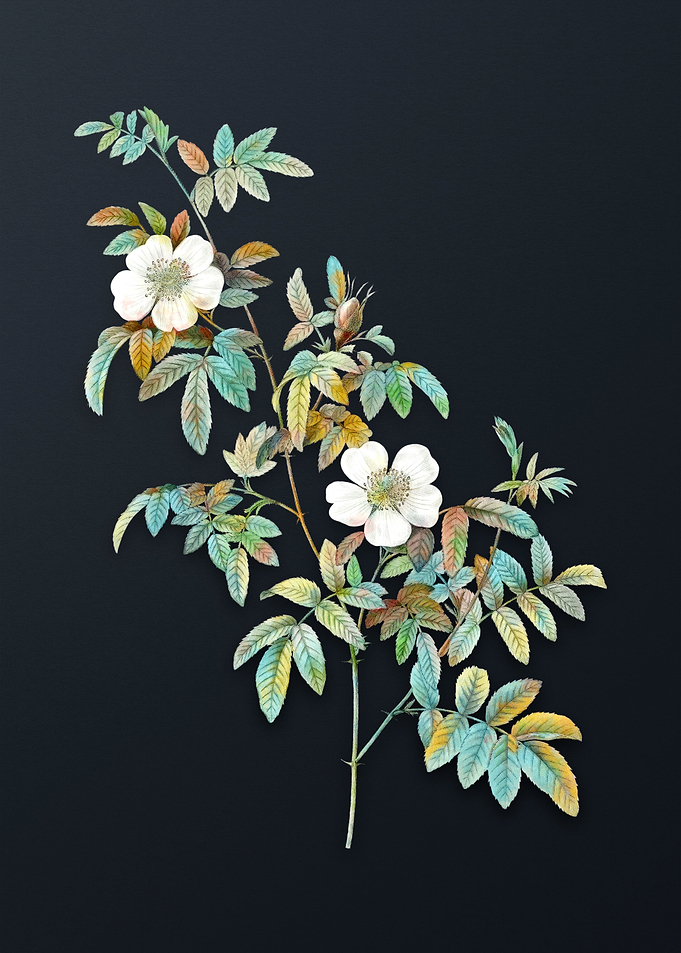 Vintage Musk Rose Flower