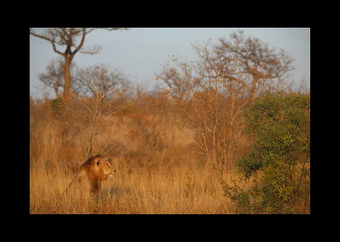 Lion