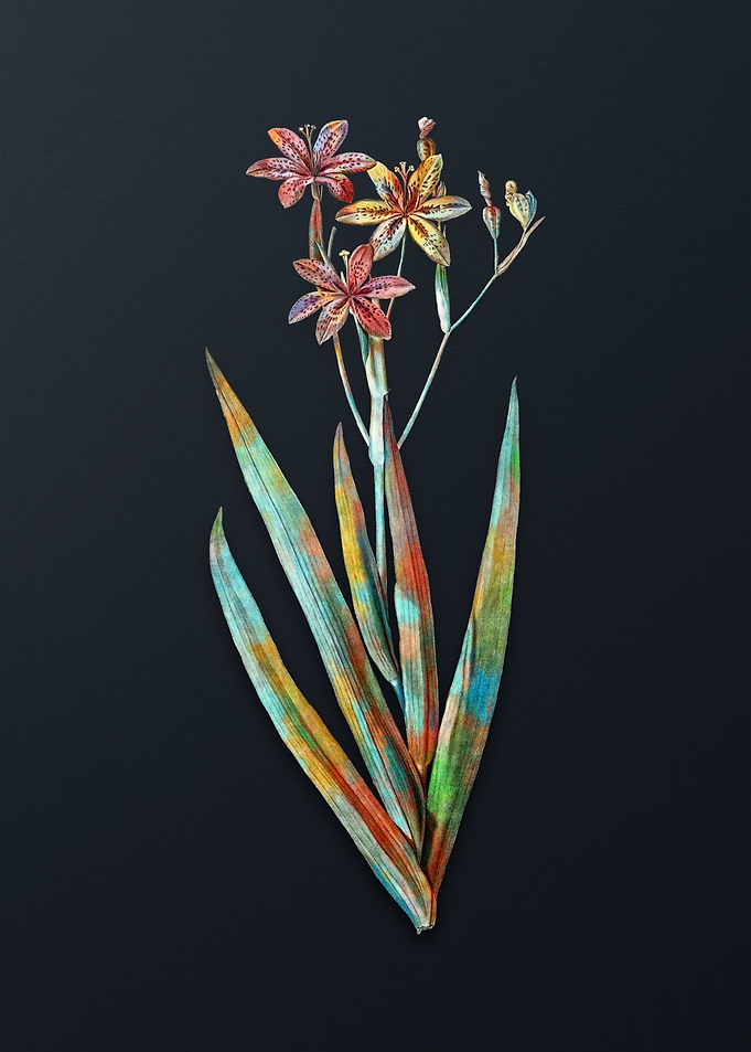 Vintage Blackberry Lily