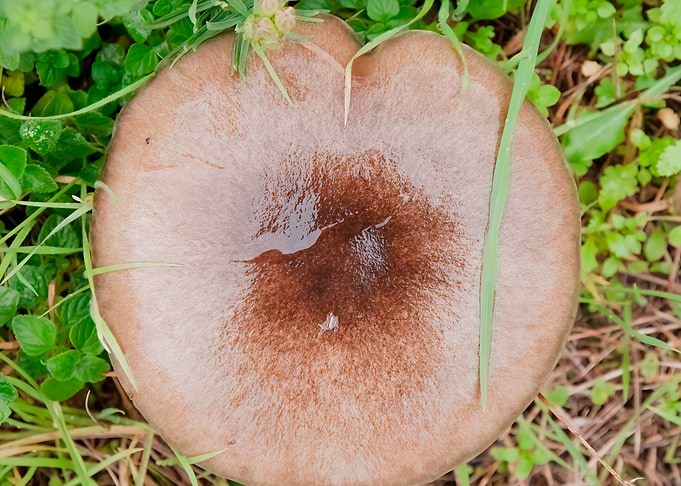 Mushroom top overhead deta