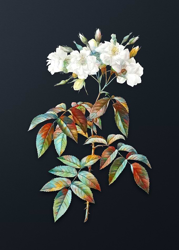 Vintage Musk Rose Flower