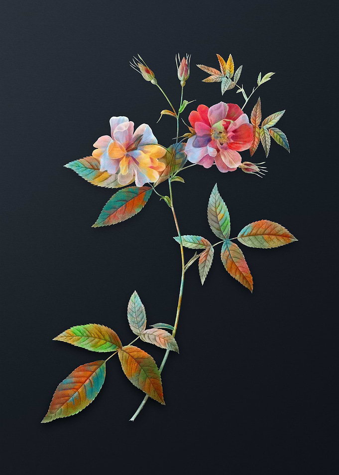 Vintage Hudson Rosehip