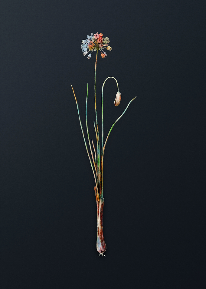 Vintage Autumn Onion