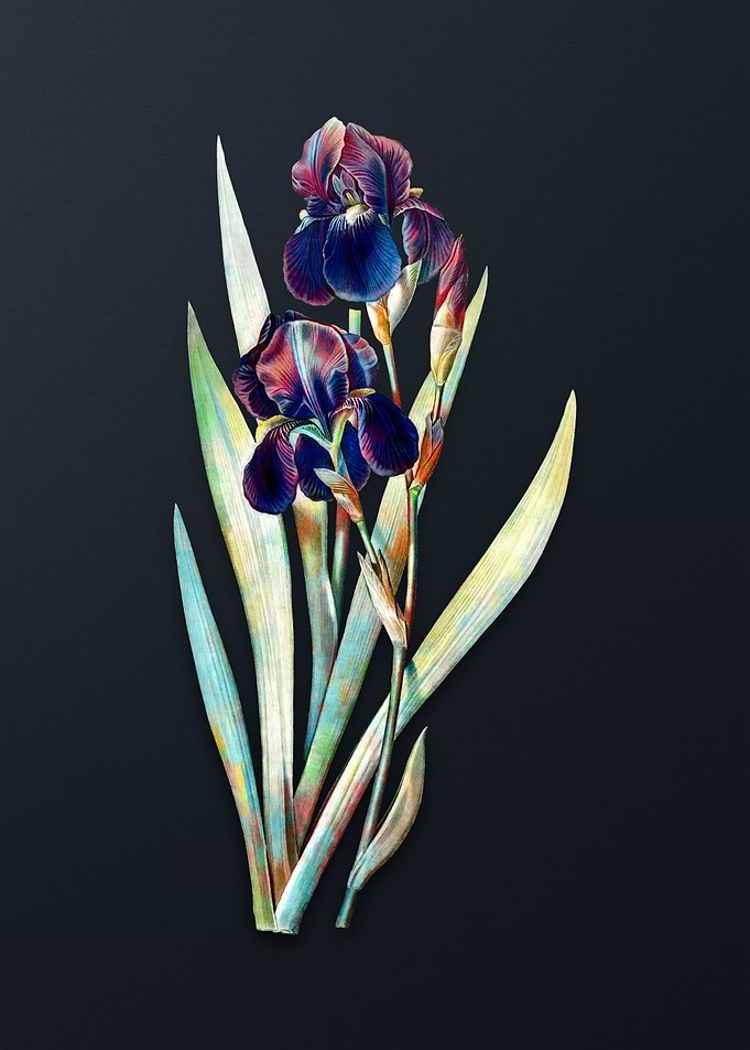 Vintage German Iris Flower