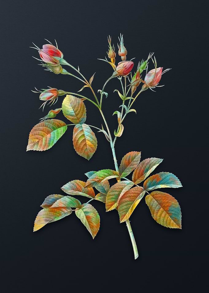 Crimson Evrats Rose Flower