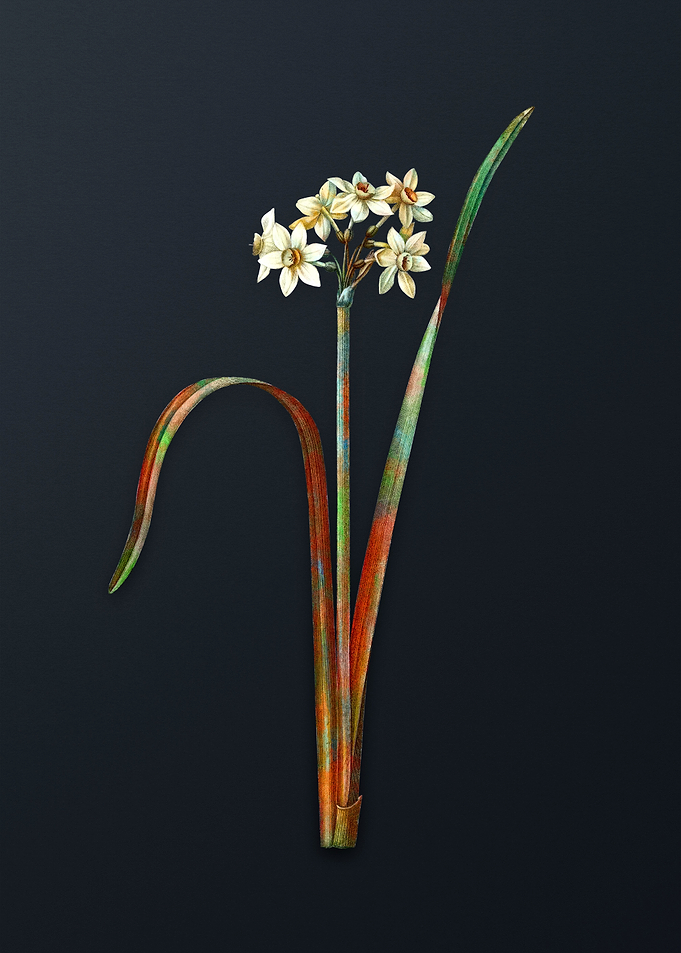 Cowslip Cupped Daffodil