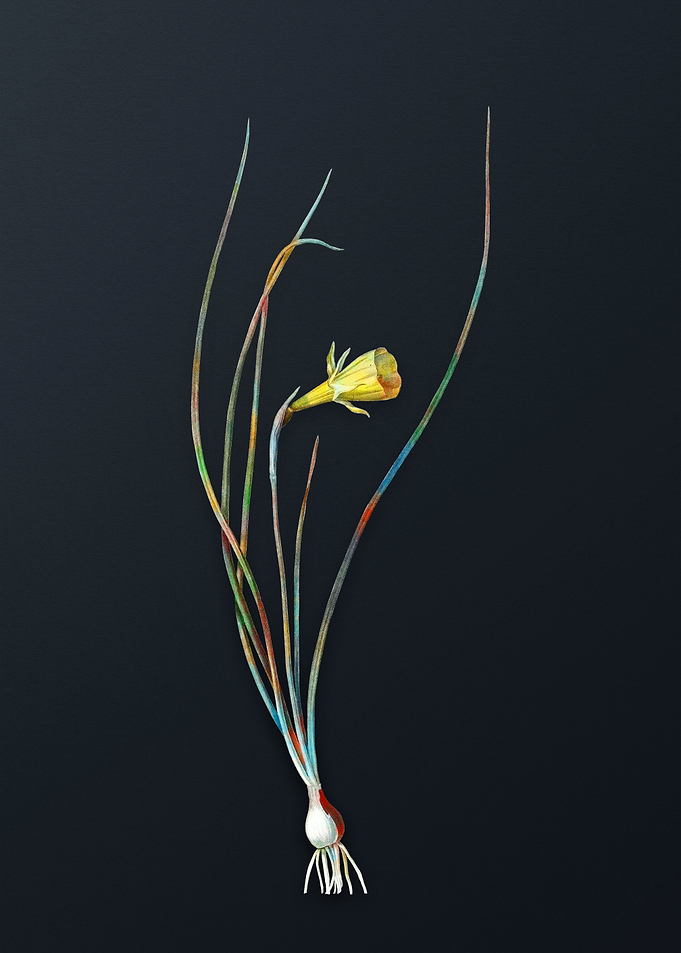 Vintage Daffodil Flower